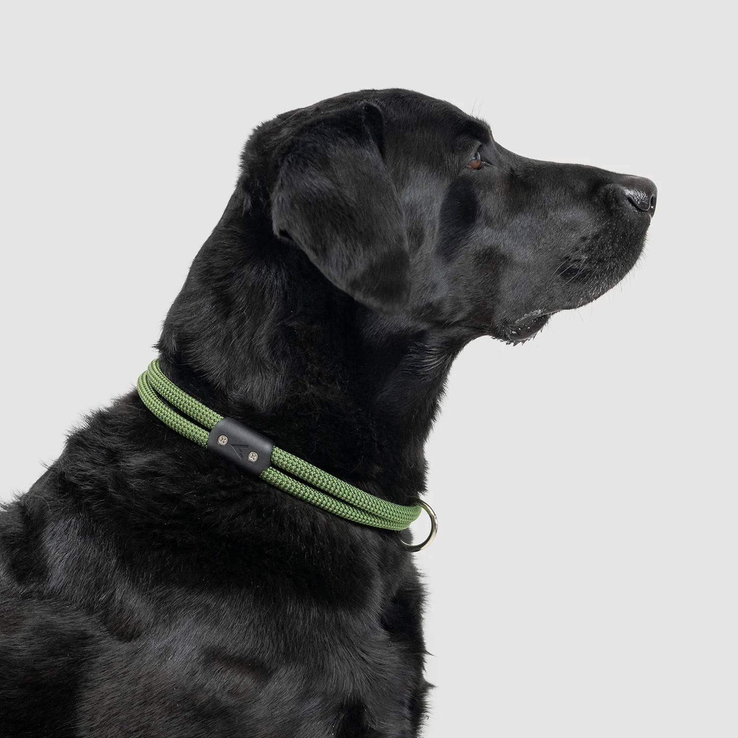 Lifetime Collar - Image 15