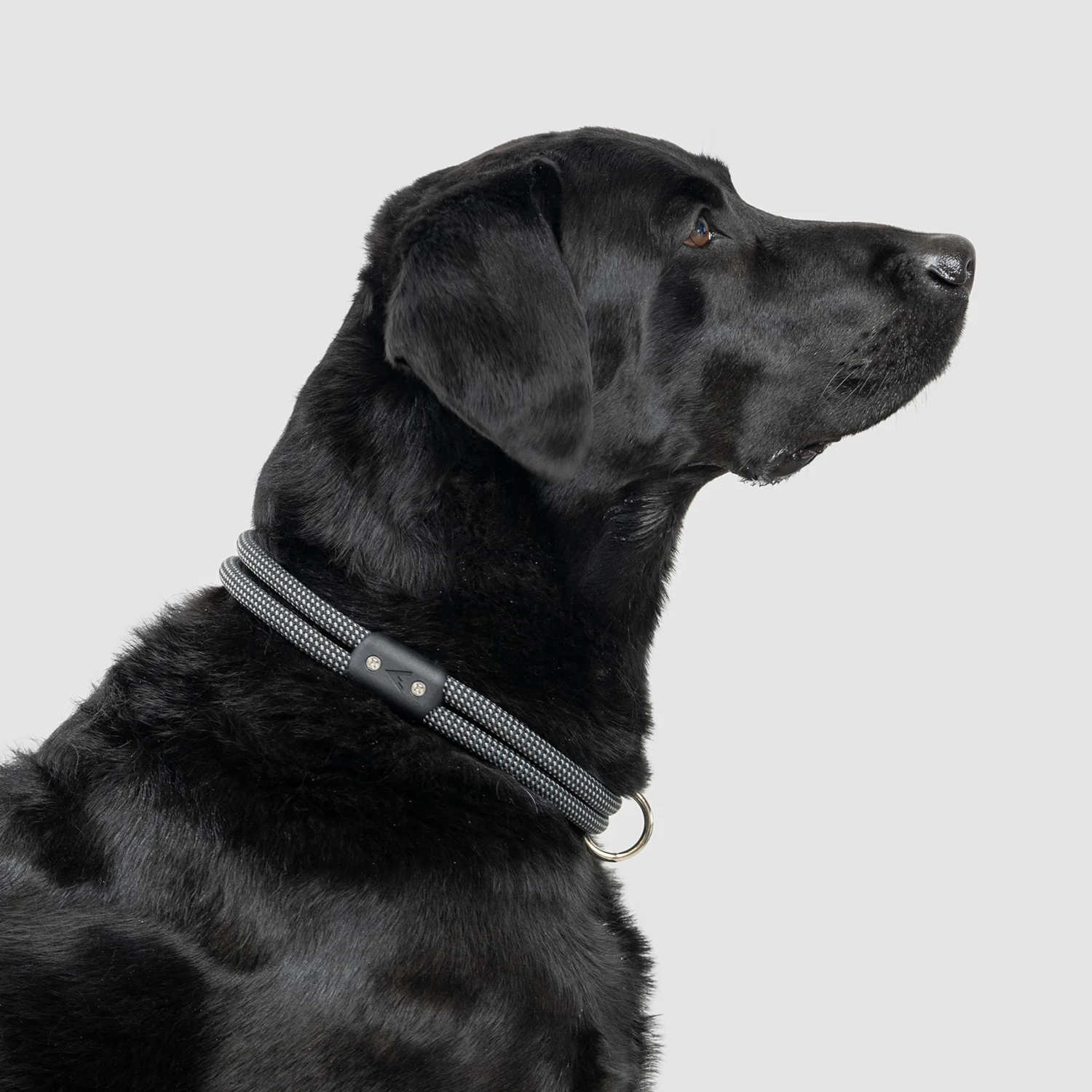 Lifetime Collar - Image 5