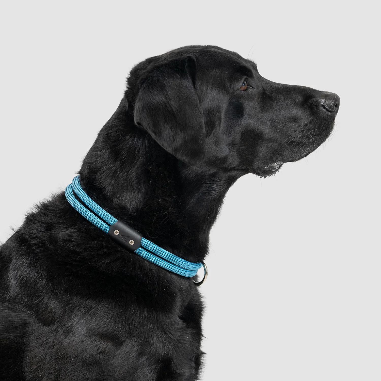 Lifetime Collar - Image 9