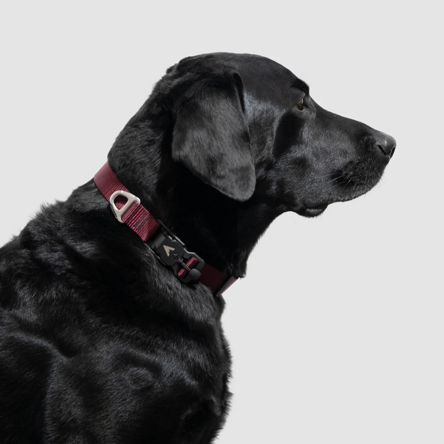 Lifetime Lite Collar - Image 6