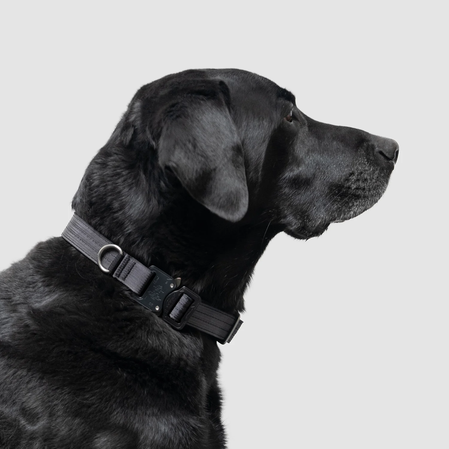 Lifetime Pro Collar - Image 14