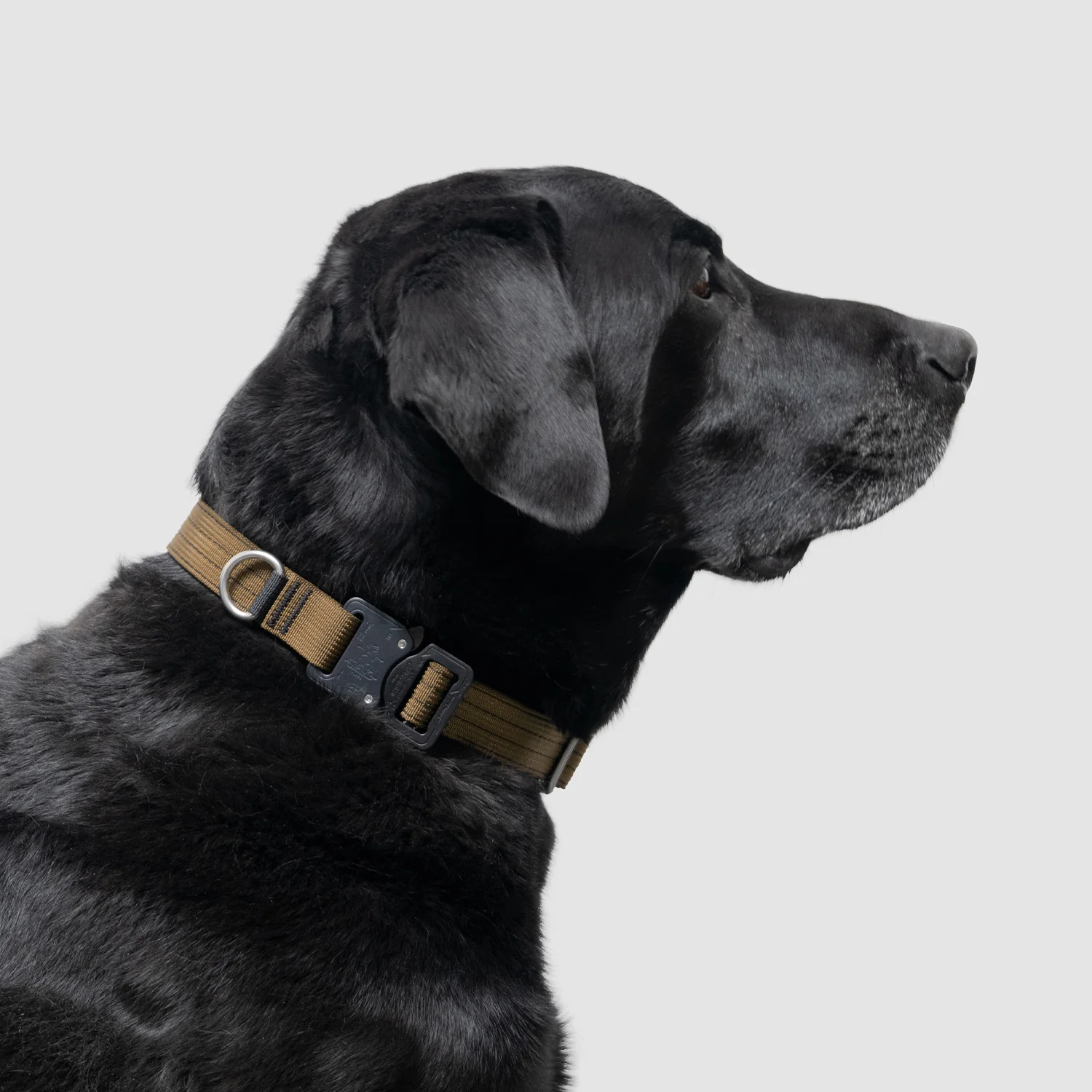 Lifetime Pro Collar - Image 28