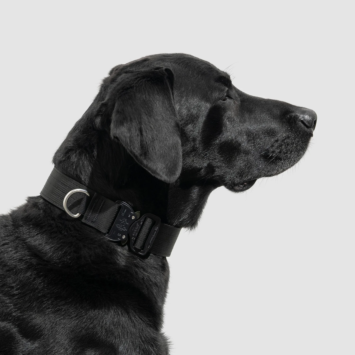 Lifetime Pro Collar - Image 4