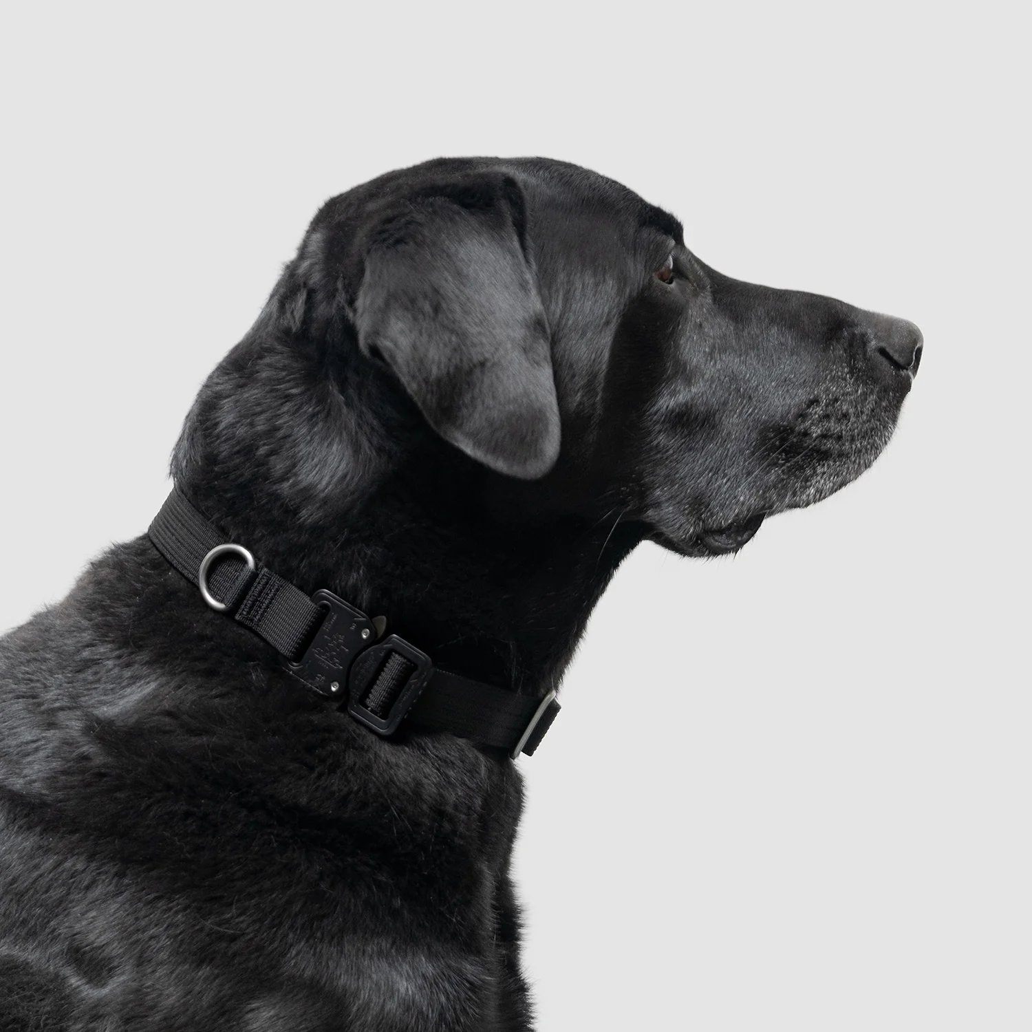Lifetime Pro Collar - Image 7