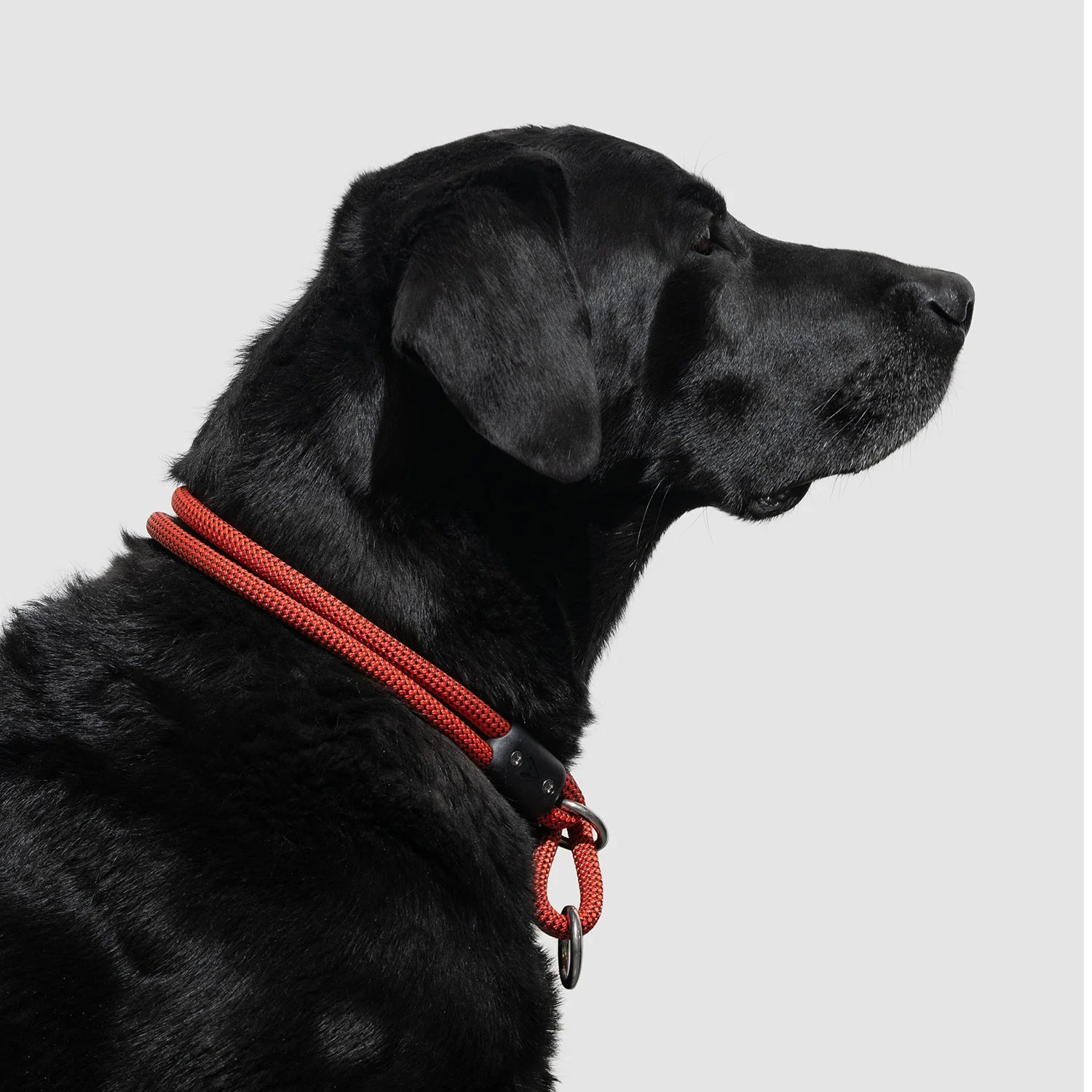 Lifetime Slip Collar - Image 10